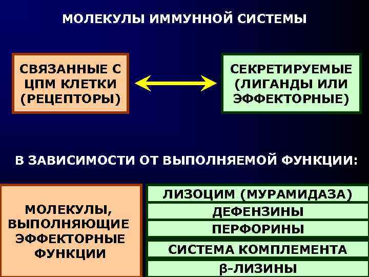 МОЛЕКУЛЫ ИММУННОЙ СИСТЕМЫ СВЯЗАННЫЕ С ЦПМ КЛЕТКИ (РЕЦЕПТОРЫ) СЕКРЕТИРУЕМЫЕ (ЛИГАНДЫ ИЛИ ЭФФЕКТОРНЫЕ) В ЗАВИСИМОСТИ