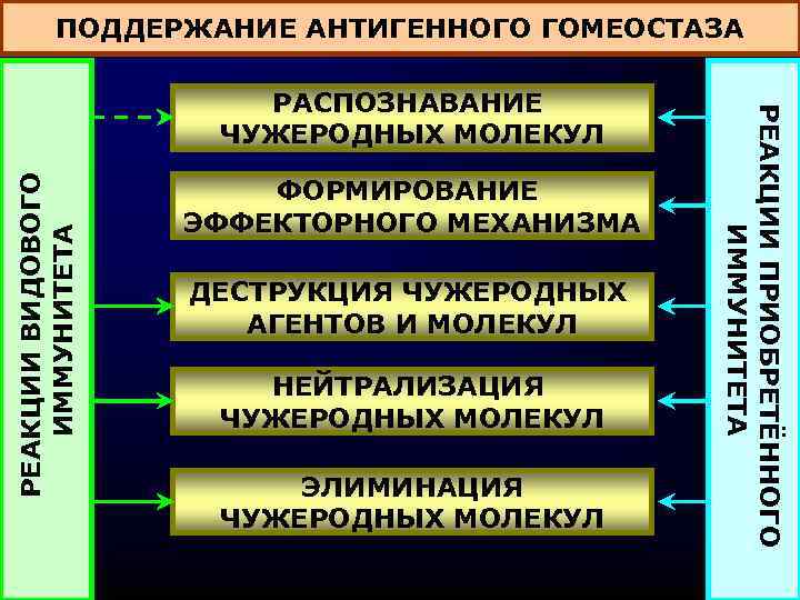ПОДДЕРЖАНИЕ АНТИГЕННОГО ГОМЕОСТАЗА РЕАКЦИИ ВИДОВОГО ИММУНИТЕТА ФОРМИРОВАНИЕ ЭФФЕКТОРНОГО МЕХАНИЗМА ДЕСТРУКЦИЯ ЧУЖЕРОДНЫХ АГЕНТОВ И МОЛЕКУЛ