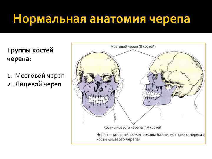 Нормальная анатомия черепа Группы костей черепа: 1. Мозговой череп 2. Лицевой череп 
