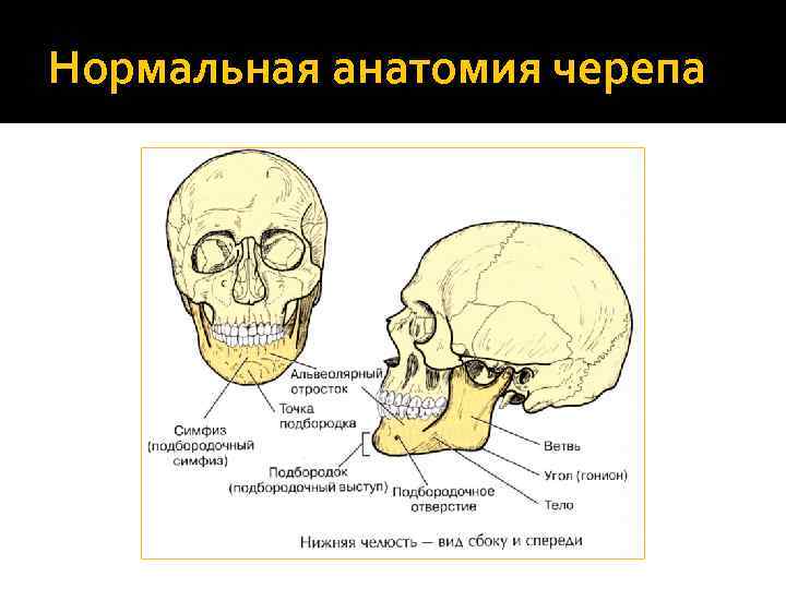 Нормальная анатомия черепа 