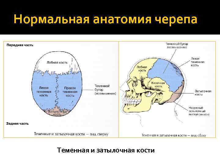 Нормальная анатомия черепа Теменная и затылочная кости 