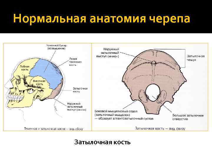 Нормальная анатомия черепа Затылочная кость 