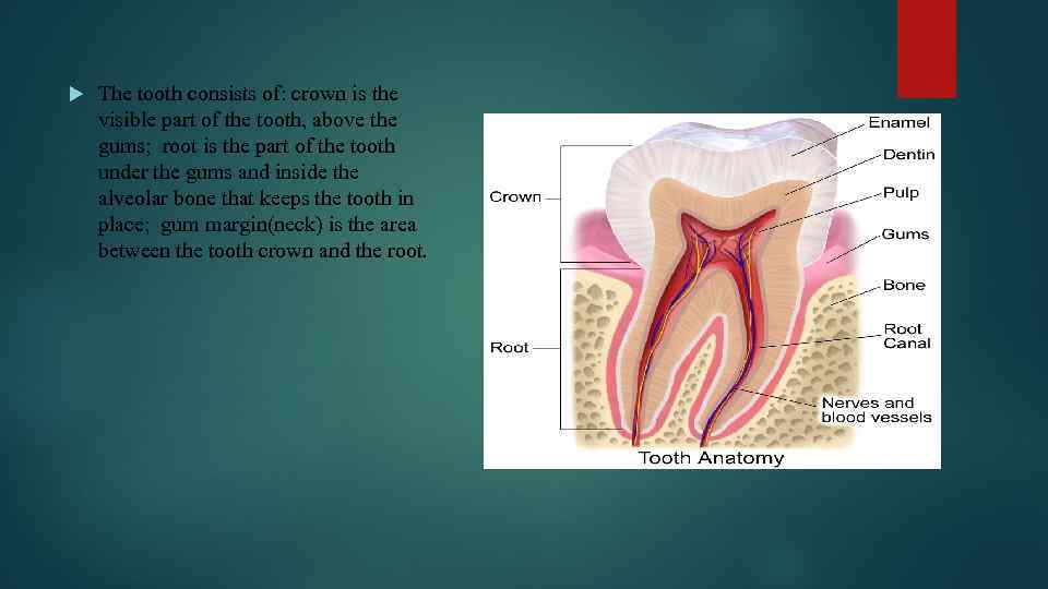  The tooth consists of: crown is the visible part of the tooth, above