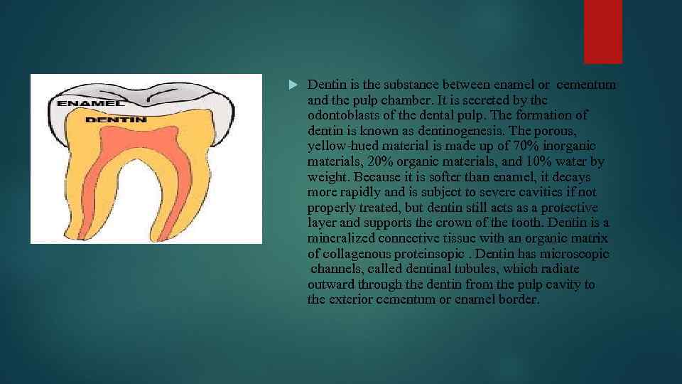 Dentin is the substance between enamel or cementum and the pulp chamber. It