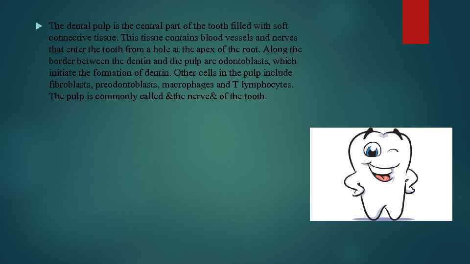  The dental pulp is the central part of the tooth filled with soft
