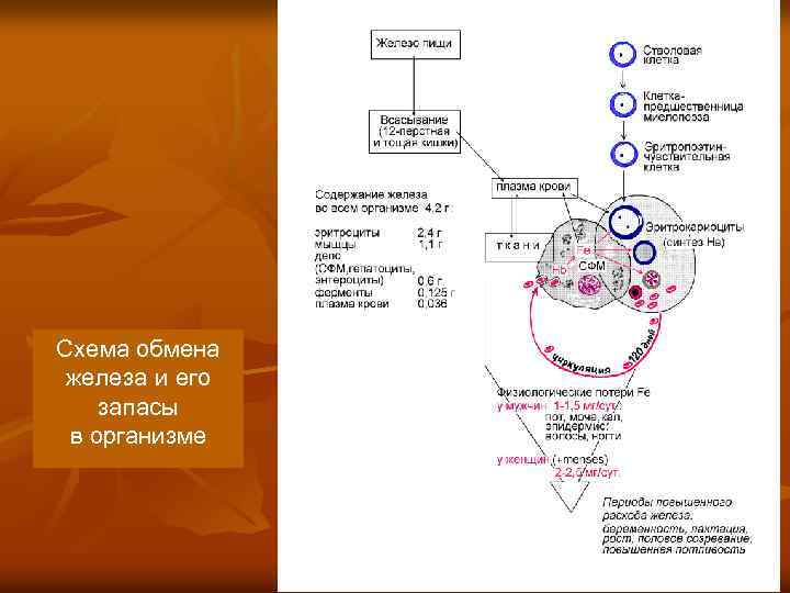 Схема обмена железа и его запасы в организме 