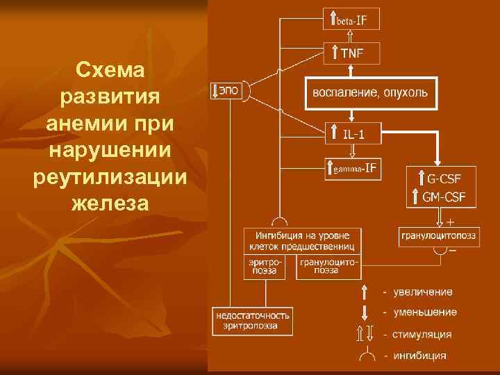 Схема развития анемии при нарушении реутилизации железа 