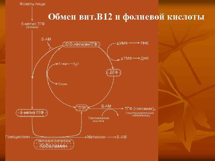 Обмен вит. В 12 и фолиевой кислоты 
