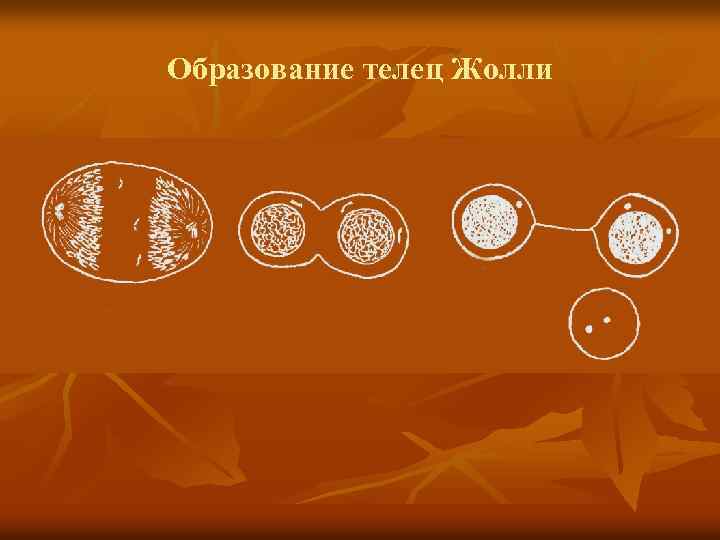 Образование телец Жолли 