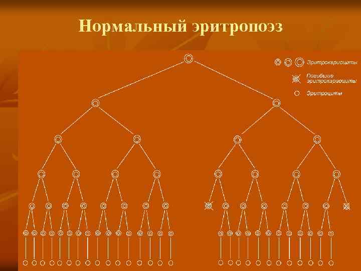 Нормальный эритропоэз 