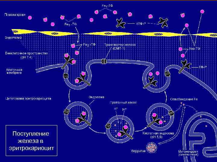 Поступление железа в эритрокариоцит 