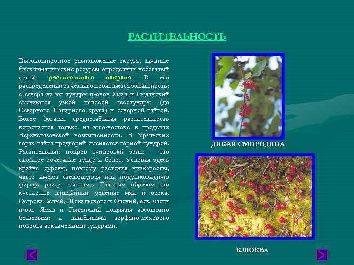РАСТИТЕЛЬНОСТЬ Высокоширотное расположение округа, скудные биоклиматические ресурсы определили небогатый состав растительного покрова. В его