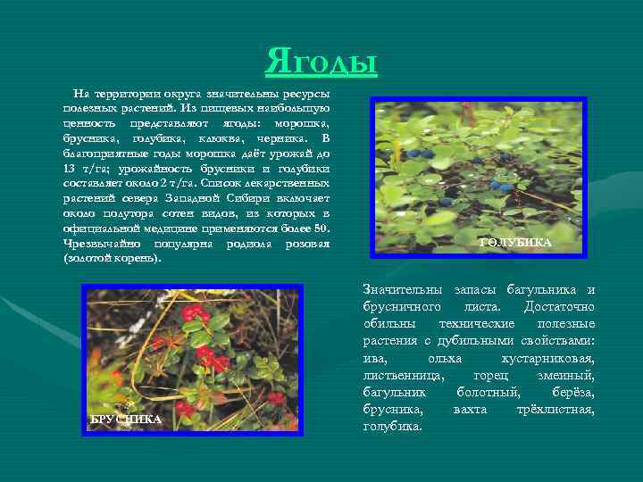 Ягоды На территории округа значительны ресурсы полезных растений. Из пищевых наибольшую ценность представляют ягоды: