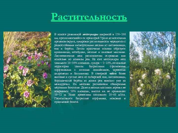 Растительность В полосе равнинной лесотундры шириной в 150 200 км, протягивающейся от предгорий Урала