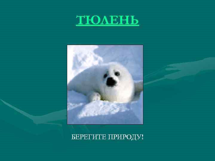 ТЮЛЕНЬ БЕРЕГИТЕ ПРИРОДУ! 