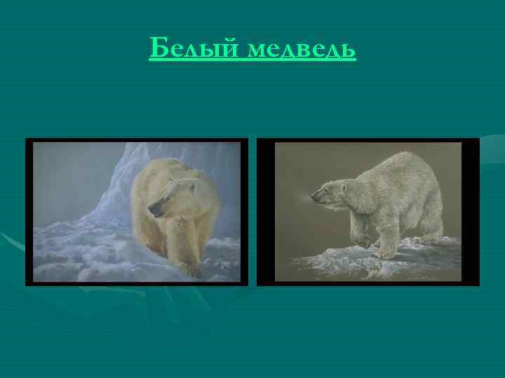 Белый медведь 