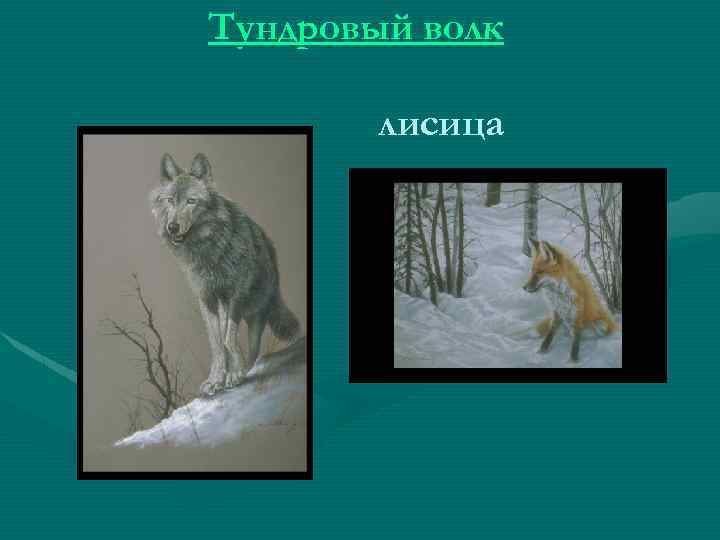 Тундровый волк лисица 
