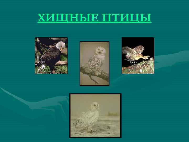 ХИЩНЫЕ ПТИЦЫ 