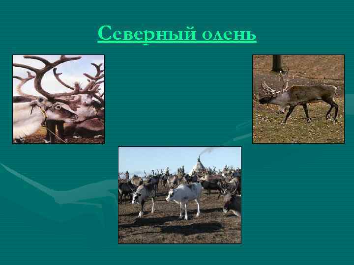 Северный олень 