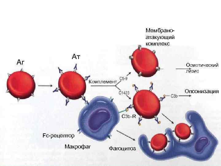 Мембраноатакующий комплекс Аг Ат Осмотический лизис Комплемент Опсонизация С 3 b-R Fc-рецептор Макрофаг Фагоцитоз