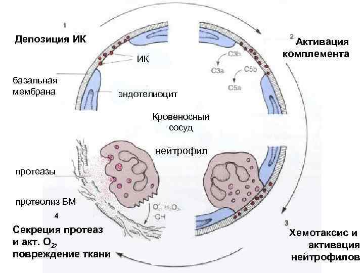 Эозинофильный нейротоксин в стуле