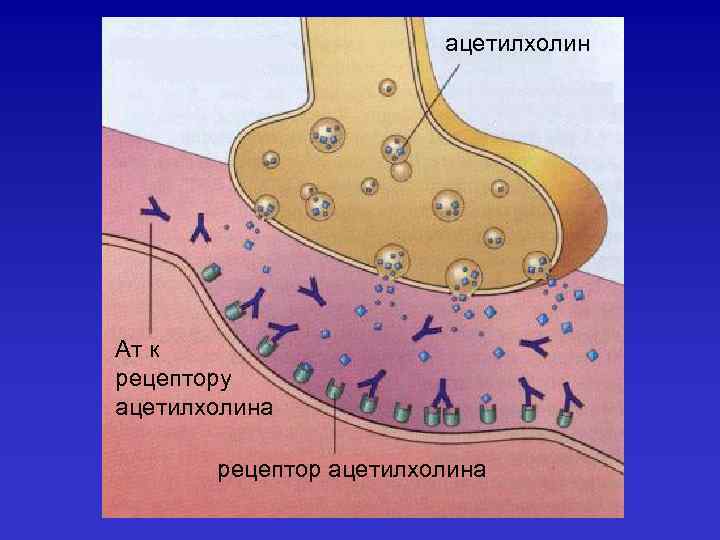 ацетилхолин Ат к рецептору ацетилхолина рецептор ацетилхолина 