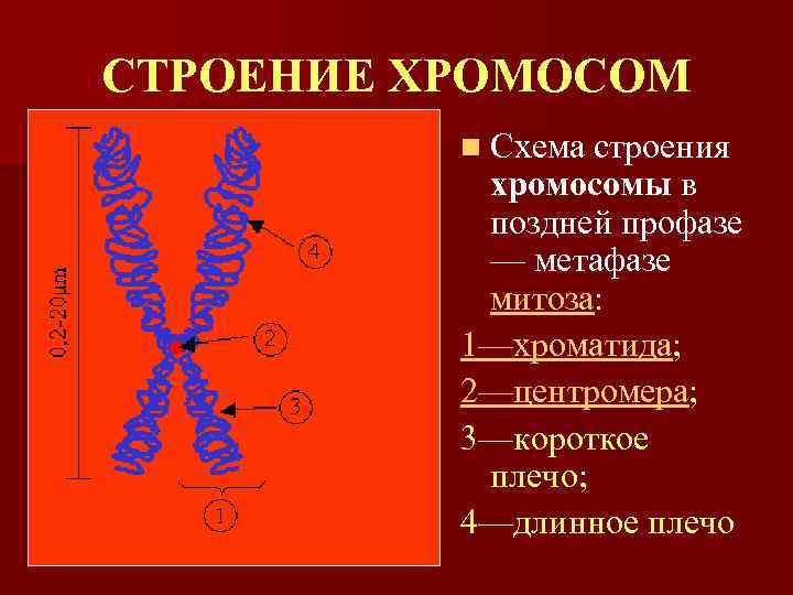 СТРОЕНИЕ ХРОМОСОМ n Схема строения хромосомы в поздней профазе — метафазе митоза: 1—хроматида; 2—центромера;