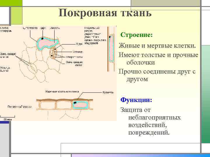 Покровная ткань Строение: Живые и мертвые клетки. Имеют толстые и прочные оболочки Прочно соединены