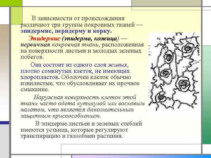  В зависимости от происхождения различают три группы покровных тканей — эпидермис, перидерму и