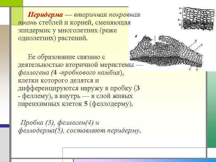 Перидерма — вторичная покровная ткань стеблей и корней, сменяющая эпидермис у многолетних (реже однолетних)