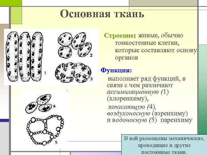 Основная ткань живые, обычно Строение: тонкостенные клетки, которые составляют основу органов Функция: выполняет ряд