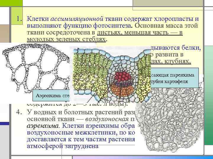 1. Клетки ассимиляционной ткани содержат хлоропласты и выполняют функцию фотосинтеза. Основная масса этой ткани