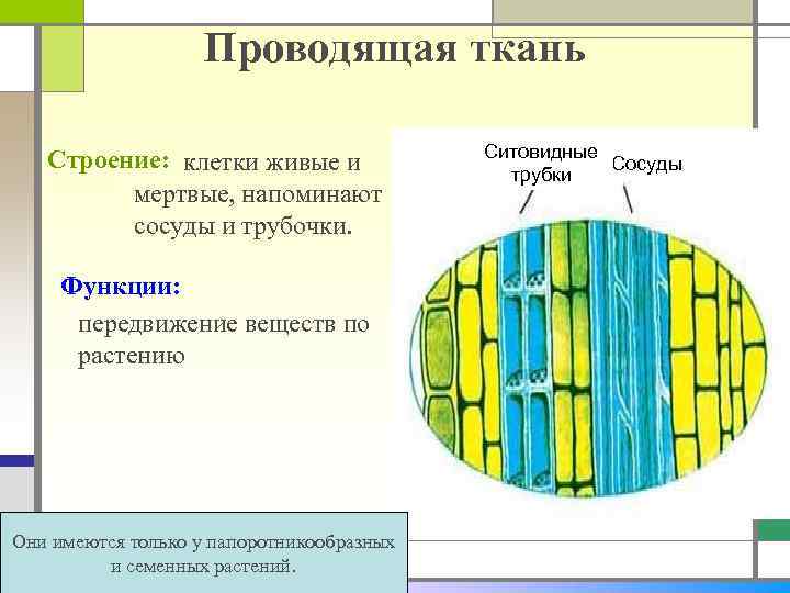Проводящая ткань Строение: клетки живые и мертвые, напоминают сосуды и трубочки. Функции: передвижение веществ