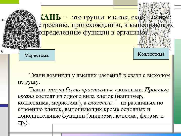  это группа клеток, сходных по ТКАНЬ – строению, происхождению, и выполняющих определенные функции