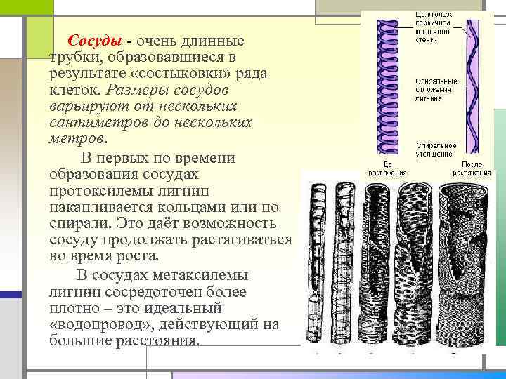 Сосуды - очень длинные трубки, образовавшиеся в результате «состыковки» ряда клеток. Размеры сосудов варьируют