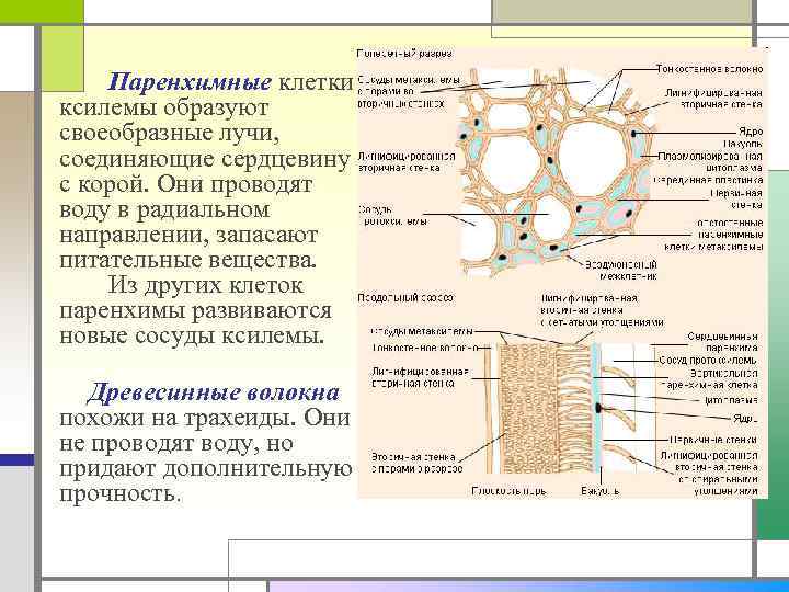 Паренхимные клетки ксилемы образуют своеобразные лучи, соединяющие сердцевину с корой. Они проводят воду в
