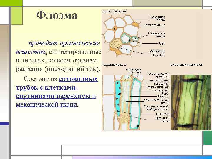Флоэма проводит органические вещества, синтезированные в листьях, ко всем органам растения (нисходящий ток). Состоит