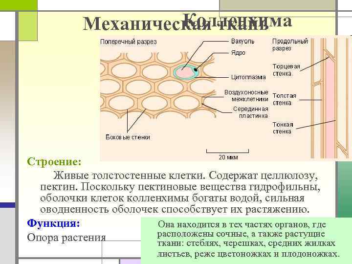 Колленхима Механическая ткань Строение: Живые толстостенные клетки. Содержат целлюлозу, пектин. Поскольку пектиновые вещества гидрофильны,