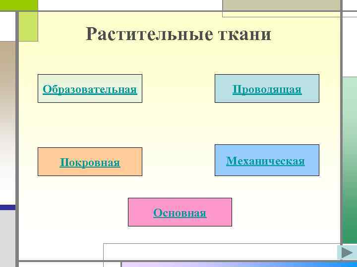 Растительные ткани Образовательная Проводящая Покровная Механическая Основная 