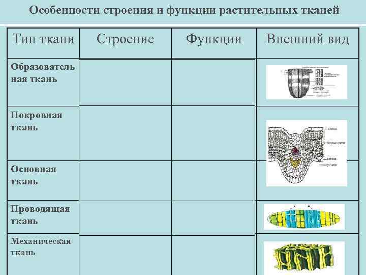  Особенности строения и функции растительных тканей Тип ткани Строение Функции Образователь ная ткань