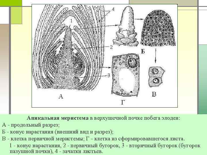 Апикальная меристема в верхушечной почке побега элодеи: А - продольный разрез; Б - конус