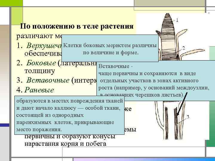 По положению в теле растения различают меристемы: Клетки боковых меристем различны 1. Верхушечные (апикальные),