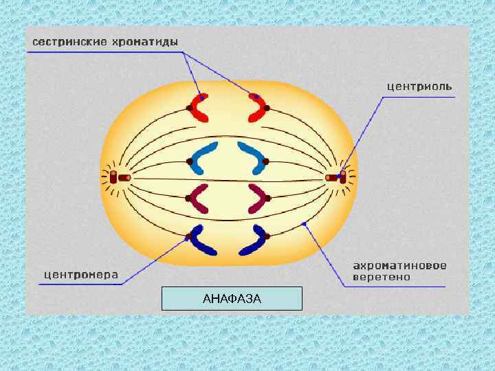 Полюса клетки