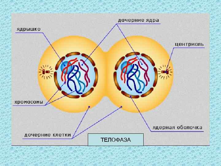 ТЕЛОФАЗА 