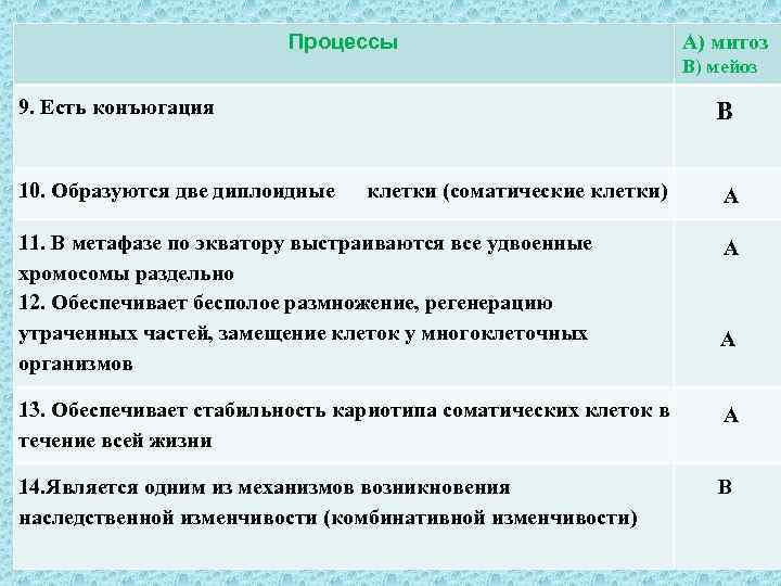 Процессы А) митоз В) мейоз 9. Есть конъюгация В 10. Образуются две диплоидные клетки