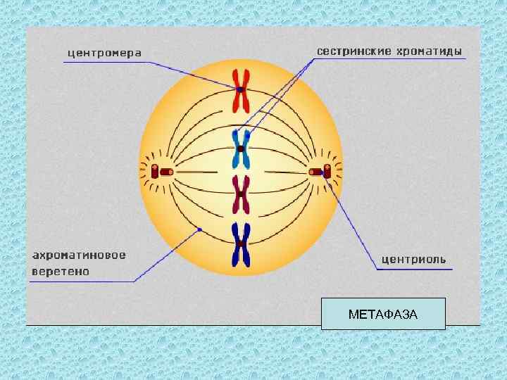 МЕТАФАЗА 