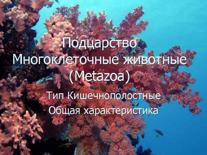 Подцарство Многоклеточные животные (Metazoa) Тип Кишечнополостные Общая характеристика 