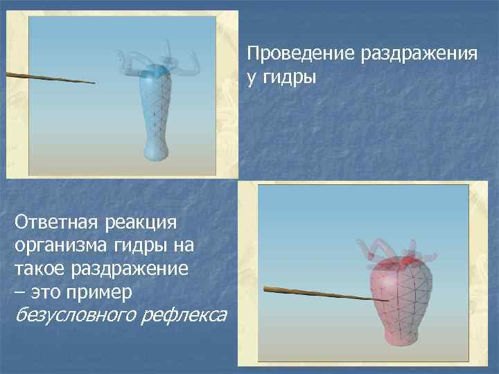 Проведение раздражения у гидры Ответная реакция организма гидры на такое раздражение – это пример