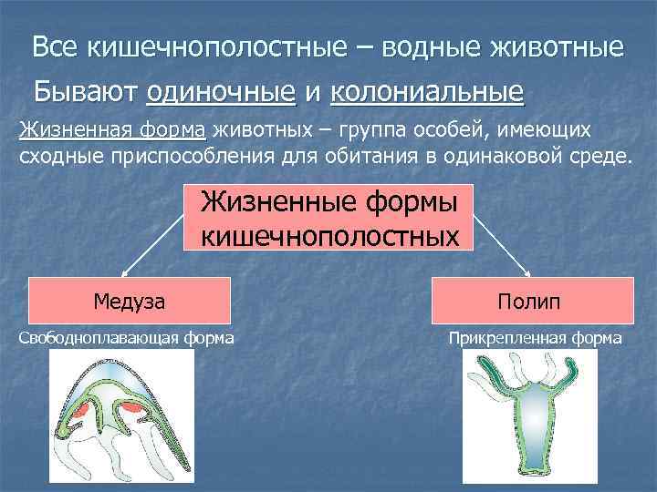 Все кишечнополостные – водные животные Бывают одиночные и колониальные Жизненная форма животных – группа