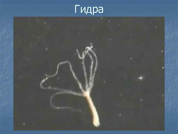 Гидра 